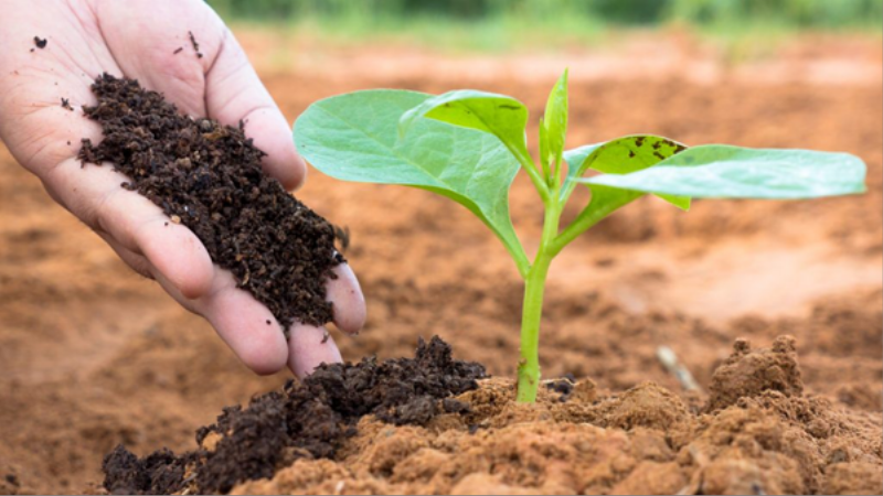 Một nông dân đang bón phân hữu cơ vào luống đất trồng, minh họa biện pháp cải tạo đất nông nghiệp ở đồng bằng bằng cách tăng cường chất hữu cơ.